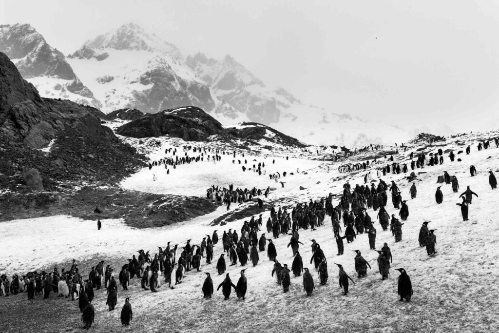 Glaciares en Georgia del Sur
