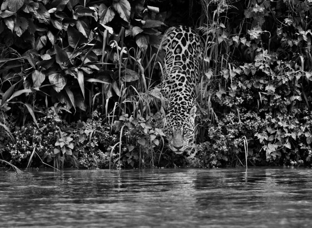 Parque nacional Encontro das Águas, Pantanal.